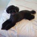 Dog Salon 이미지