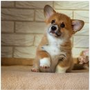 안양동물병원 이미지