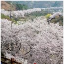 화개십리벚꽃길 | 2026년 하동십리 벚꽃길(화개장터~쌍계사) 벚꽃 개화시기 안내