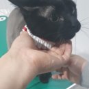 엉클스캣