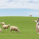 유연목장 | 남해상상양떼목장 체험 솔직후기