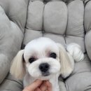 꽃단장하시개 이미지