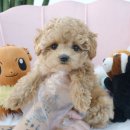 내품안의반려견 노원점 이미지