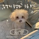 윤쌤동물병원 | [처음동물병원] 천안 불당동 처음동물병원 잠복고환 중성화 수술 후기