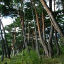 소나무풍경 이미지