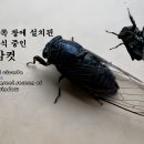 아파트 바깥쪽 창틀에 설치된 방충망에 휴식 중인 말매미 암컷 이미지