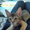 분당다원동물병원 이미지