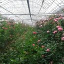 김태근농장 이미지