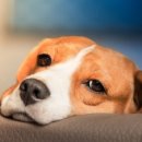 못된강아지 이미지