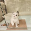 캐터리 | 랙돌캐터리 왕발고양이 방문 후기