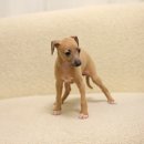 퍼피 켄넬 이미지