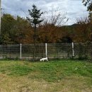 경북 의성 애견캠핑 | 고운마을캠핑장 펫존 S1 후기