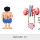 신장 통증 위치 콩팥 위치 신장 이미지