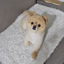 펫토리 애견샵 이미지