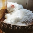 (주)백합사 | 고양이 입양 준비물 체크리스트 87가지 알아봐요