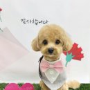 눈부시개 네이버블로그
