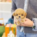 블리독수원점 고양이강아지분양 미니비숑프리제말티푸포메입양 이미지