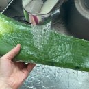 삼영화장품 | 생알로에로 피부 관리하기 🌿 | 생알로에 디톡스, 건강식, 촉감놀이 재료, 비가공 원물 무농약 알로에