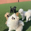 멍냥살롱 천안불당점 네이버블로그
