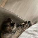 에이플러스 동물병원 이미지