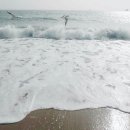 더무아 이미지