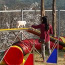 오수펫하우스 이미지