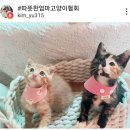 달콩이 이미지