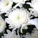 아침이슬 이미지