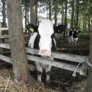 아담 목장 이미지