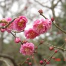 전주 경기전뜰의 홍매화 이미지