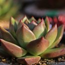 마리아농장 이미지