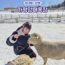 삼삼오오목장 | 경기도 가평 가볼만한곳 겨울 양떼목장 입장료 카페 음료 눈썰매장