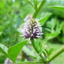 감초한방병원 이미지