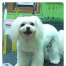 이브애견샵