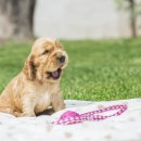 행복한 강아지 이미지