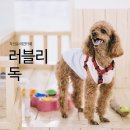러블리독 애견카페 이미지