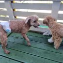 독스호텔리어 이미지