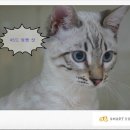 백호PC 이미지