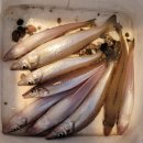 후포 비소 제10호 | 후포 보리멸 낚시 현지인 고수분 따라하기ㅡ [22.08.14]