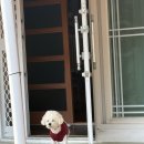 푸들민박 이미지