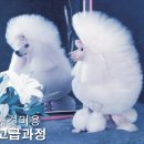 오렌지애견 이미지