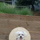 단아한펫 이미지