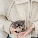은빛원룸 | &#34;안양.수원 치와와분양 후기 전문샵에서 만난 특별한 인연&#34;