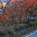 11월 5일-6일 청도 감마을과 운문사 저녁예불, 팔공산의 가을 산사 이미지