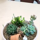 청소년인문학도서관 두잉 | 서울특별시교육청 도서관 다육정원 식물수업 후기 시니어 (어르신) 인문학 독서 원예테라피 현장 [취미...