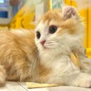 고양이네 생선가게 이미지