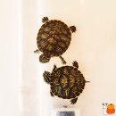 규리농장 이미지