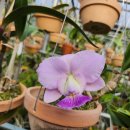 Cattleya walkeriana coerulea CK one × coerulea Rafael Covolan 이미지