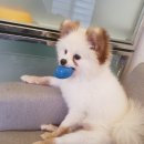 알로하 강아지유치원 호텔 이미지