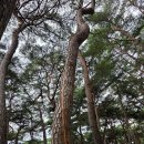 통도사 대웅전 및 금강계단 | 양산 &lt;통도사 템플스테이&gt; 체험 후기, 통도사 유래